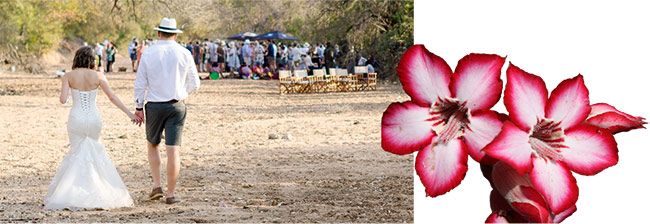 Weddings at Tindlovu